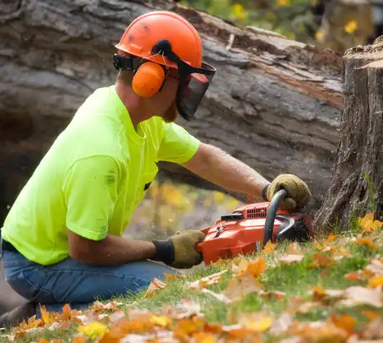 tree services Dellwood